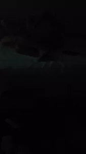 新人骚妻骚话天花版有完整