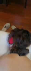 新入安徽母狗。可公厕。收母狗